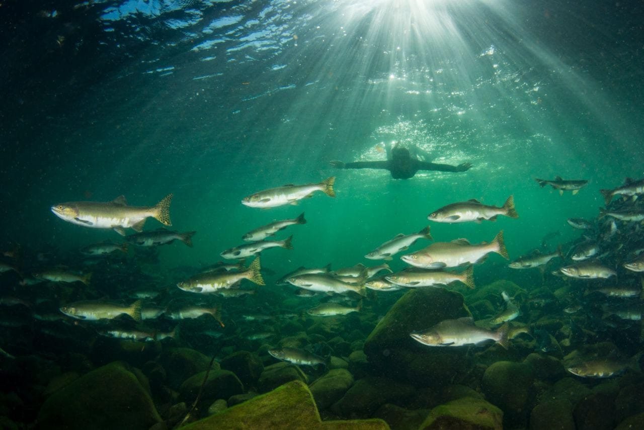 Vancouver Island snorkeling with salmon 