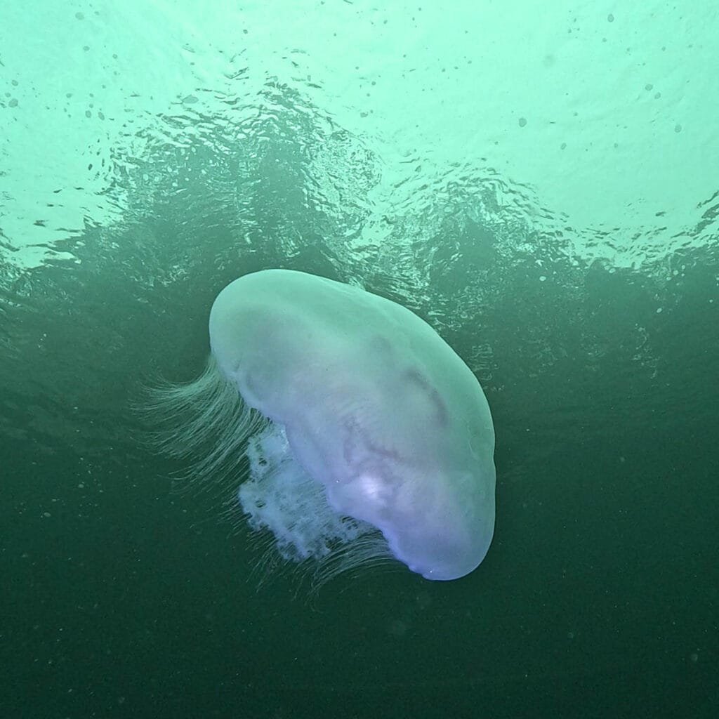 Moon Jellyfish from a Snorkeling Tour