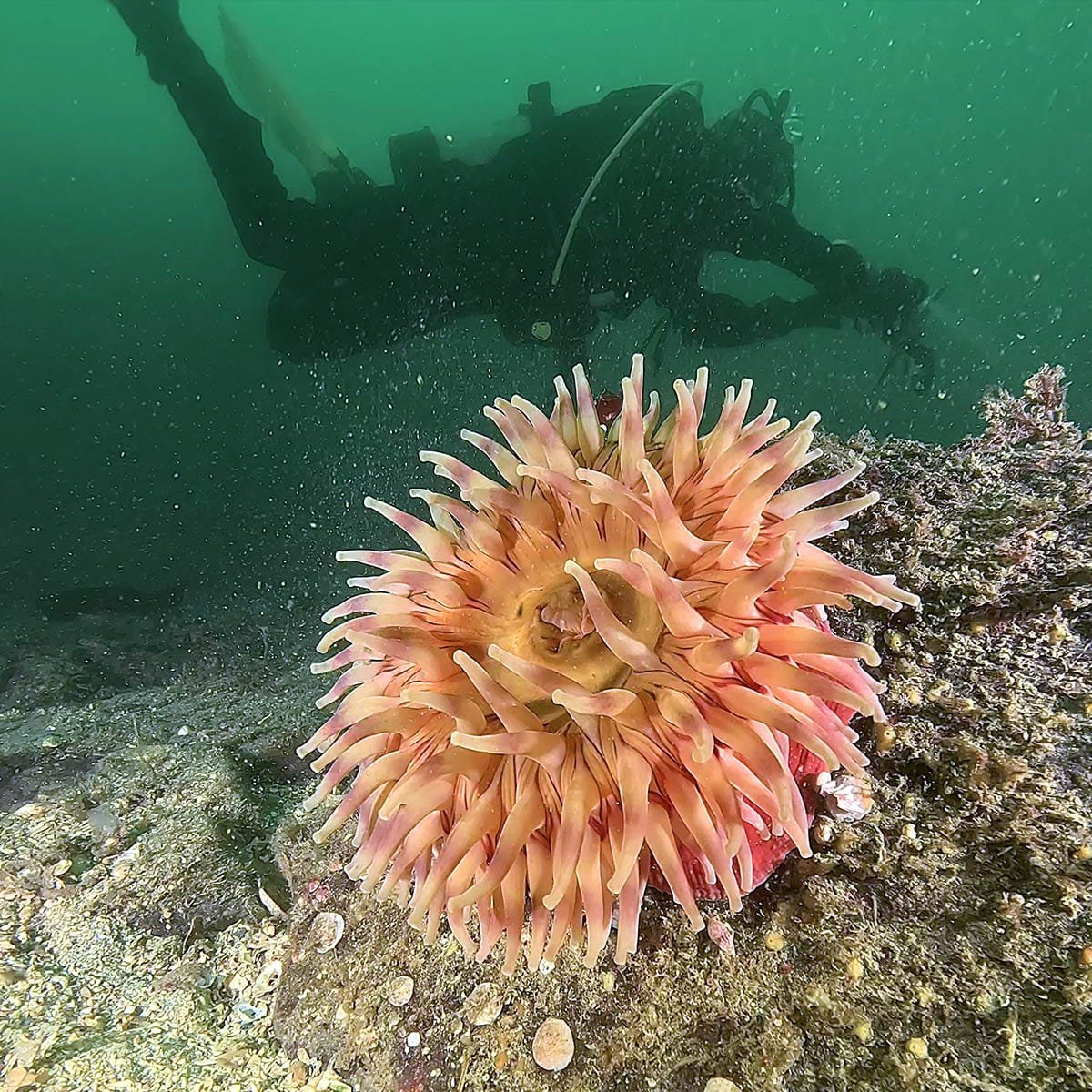 Howe Sound Diving painted anemone